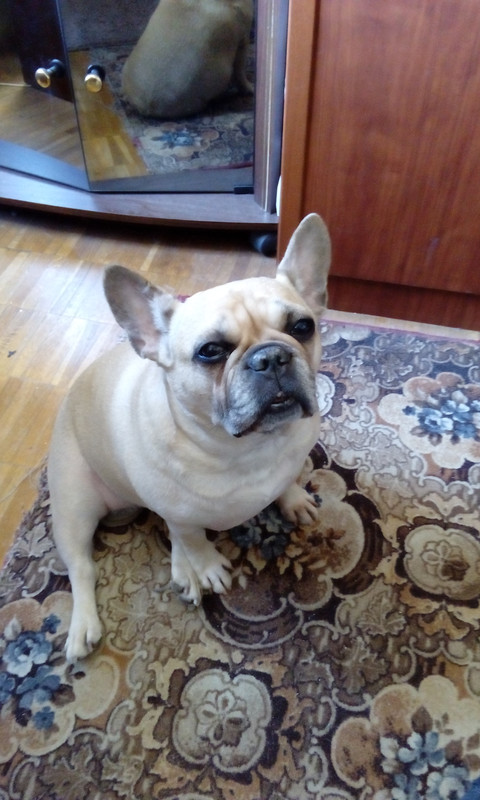 Булечка на полу 12.02.2018