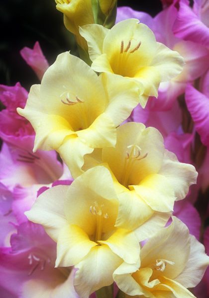 yellowlowers.jpg