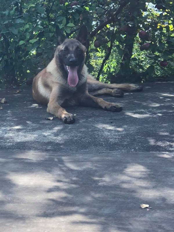 slika