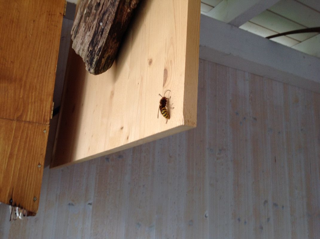 Männliche Geschlechtstiere 18. Sept. 2015 (2)