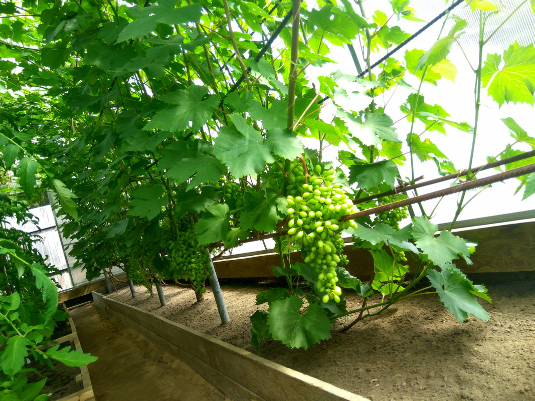 Тасон (фото от 11.07.2018).