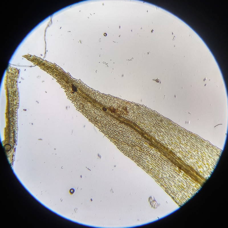 IMG 20250614 112508 HDR