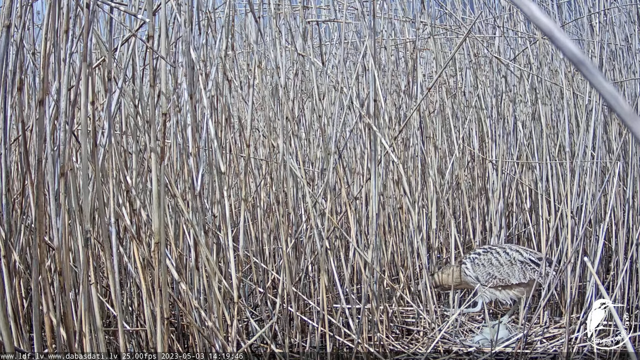 Lielais dumpis (Botaurus stellaris) Engurē - LDF tiešraide 12-31-51 screenshot