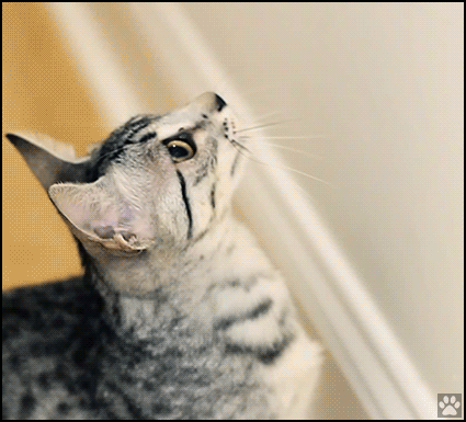 Amazing-Cat-GIF-Ninja-cat-jumps-high-on-wall-to-catch-his-toy-in-slow-motion.gif