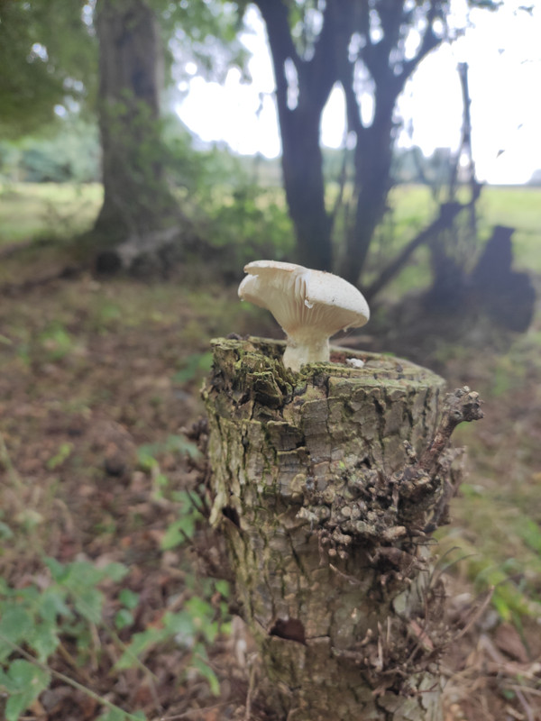 Mushroom