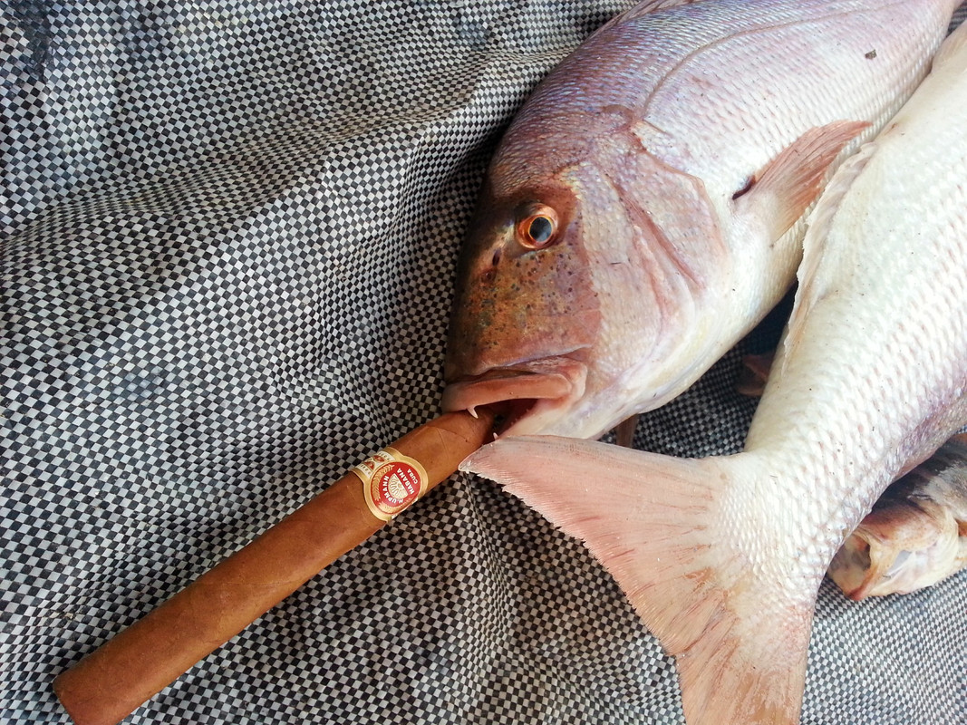 συναγρίδες 2