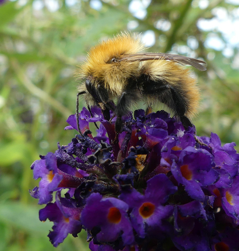 BEE 17 200824