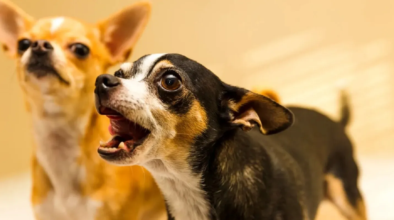 ¿Qué significa el ladrido de los perros? Esto es lo que tu mascota dice
