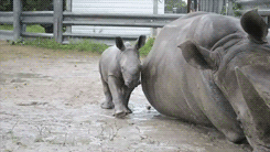 Rhino-Babyy-gif-3.gif