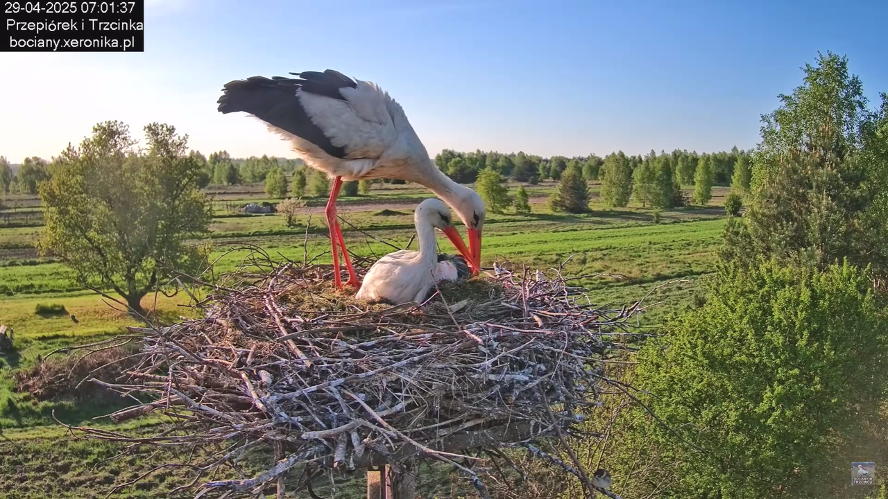 29042025bociany16