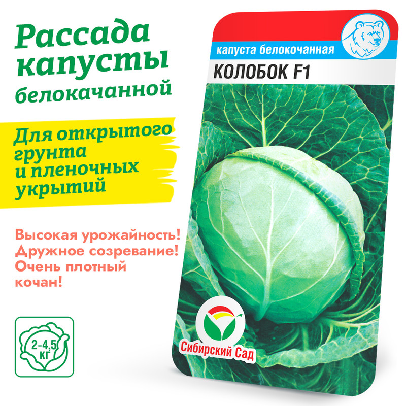 капуста колобок