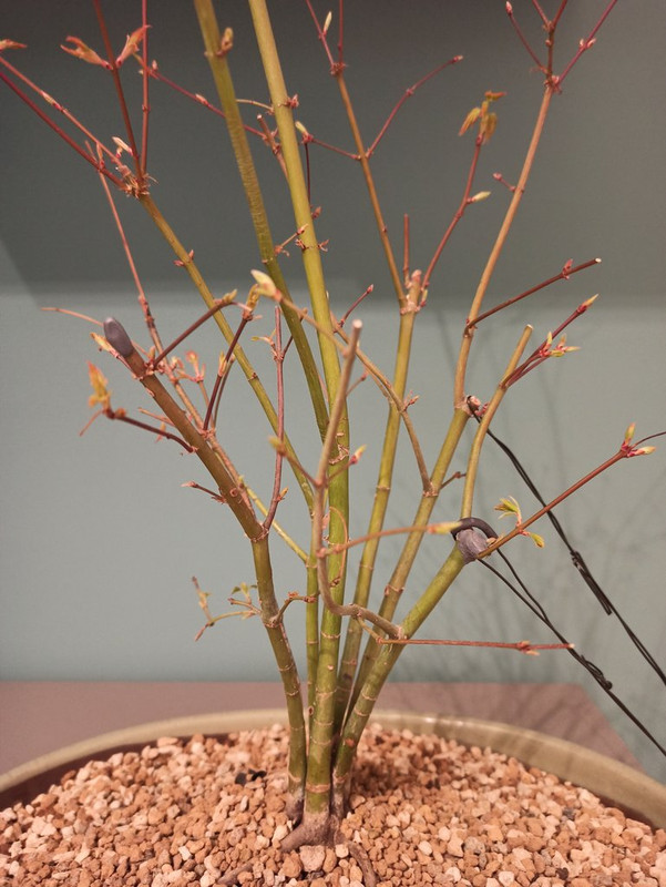 Ceppaia aceri 1614019572863