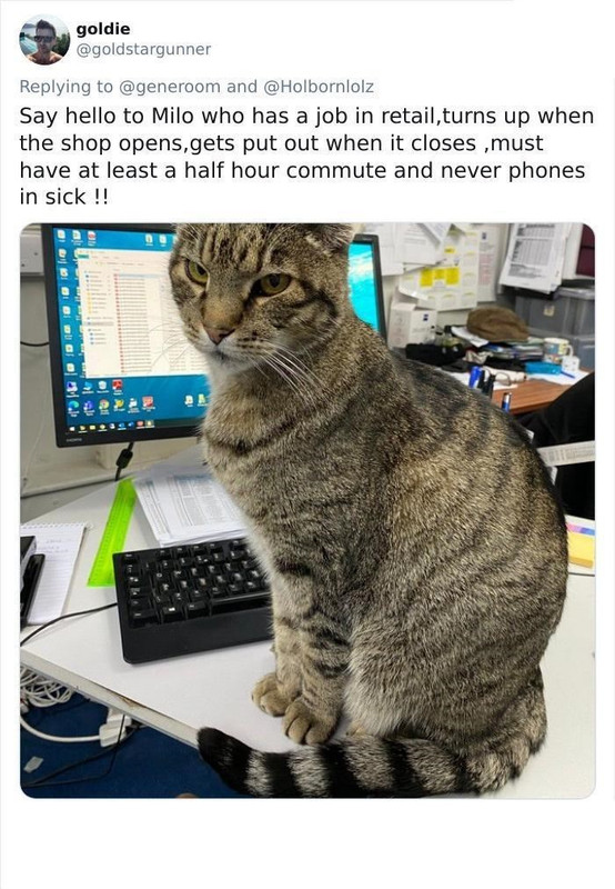 Milo-have-at-least-half-hour-commute-and-never-phones-sick-b.jpg