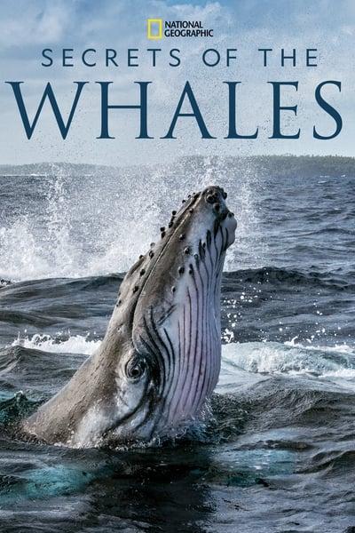 Secrets-of-the-Whales-S01-E02-720p-HEVC-x265-Me-Gusta.jpg