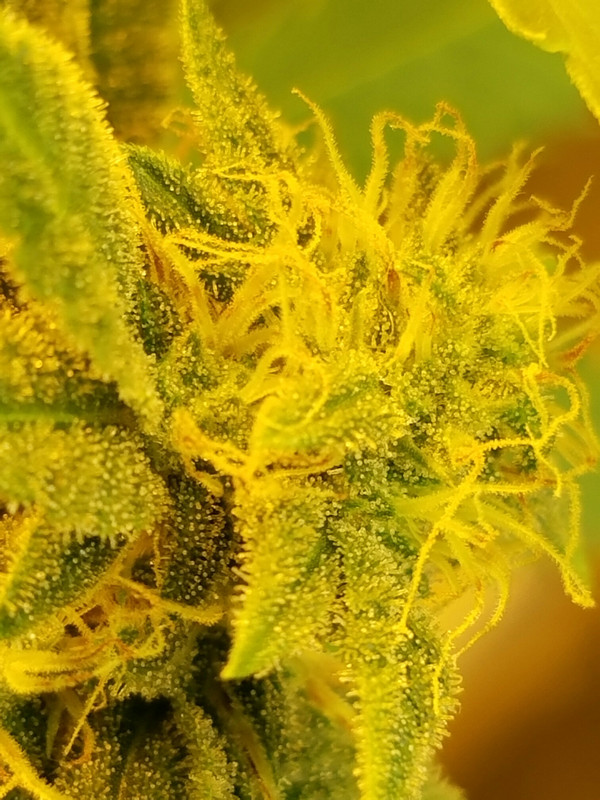 Resized_20171127_173813(1)