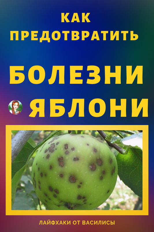 Проблемы, с которыми сталкиваются при уходе за фатсией и как их решить