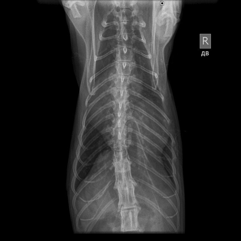 Колесников Марс (5)
