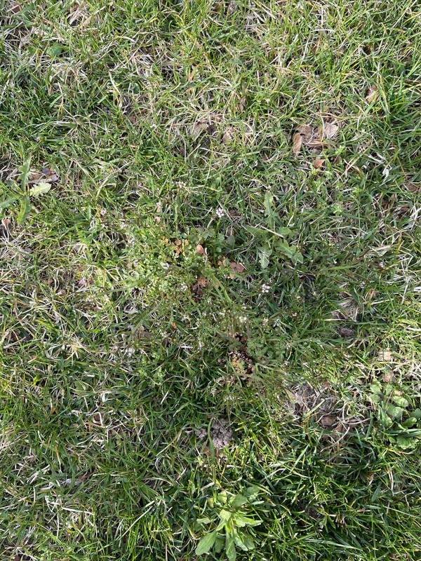 Results of Q4 Plus Herbicide Lawn Care Forum