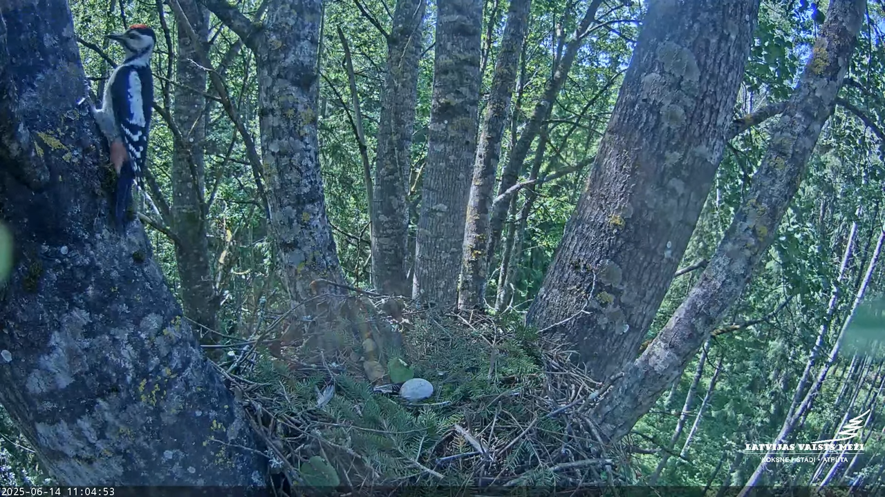 LVM Mazais ērglis Aizkuja, apse 2 - Lesser Spotted Eagle 6-43-0 screenshot