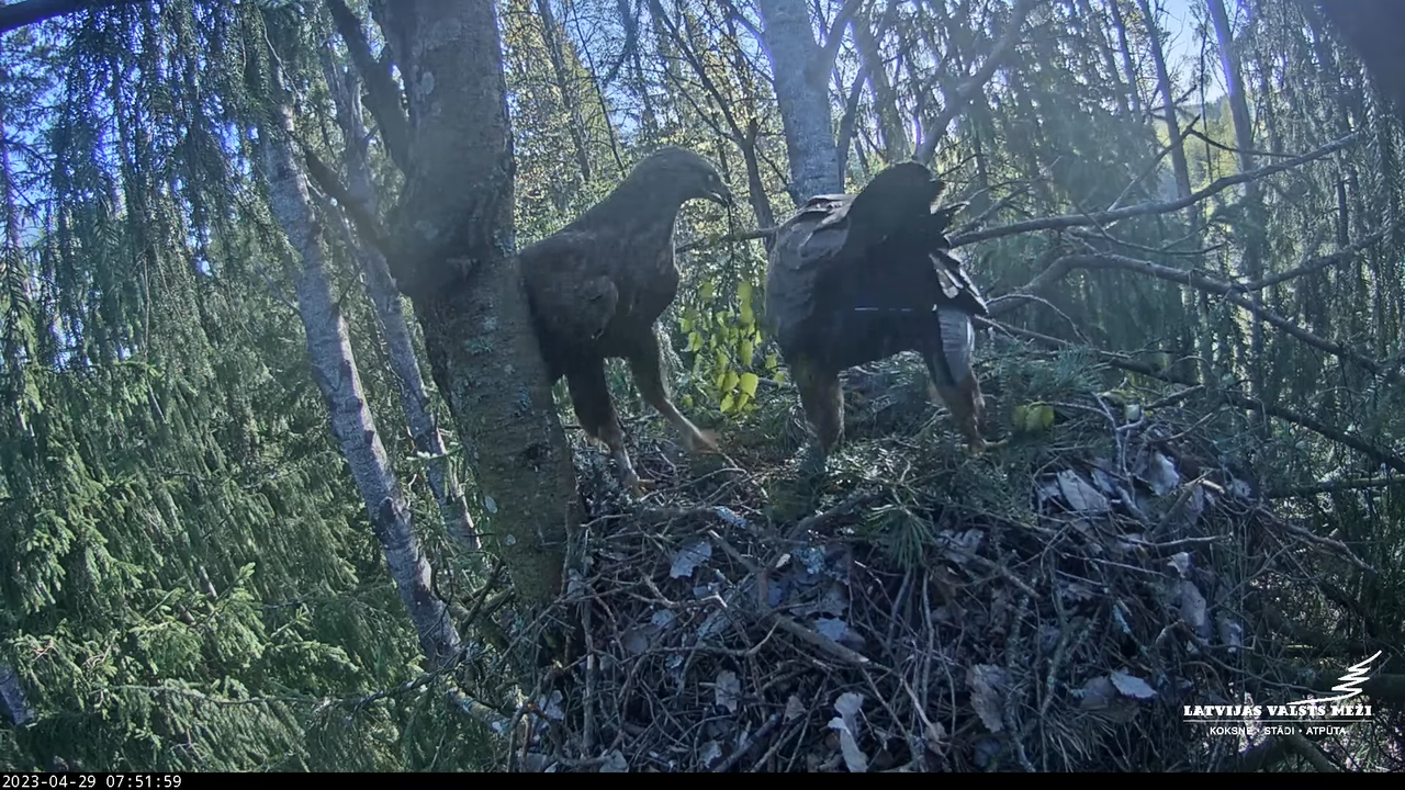 LVM mazais ērglis Lielā sala, egle – Lesser Spotted Eagle 10-30-54 screenshot