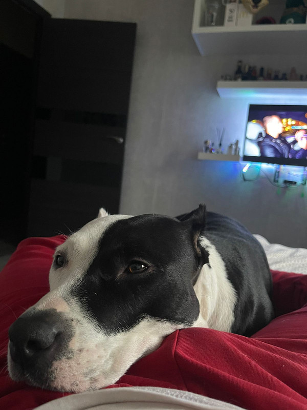 BCF34037-5193-4988-BE89-D4BE7A6D61FB