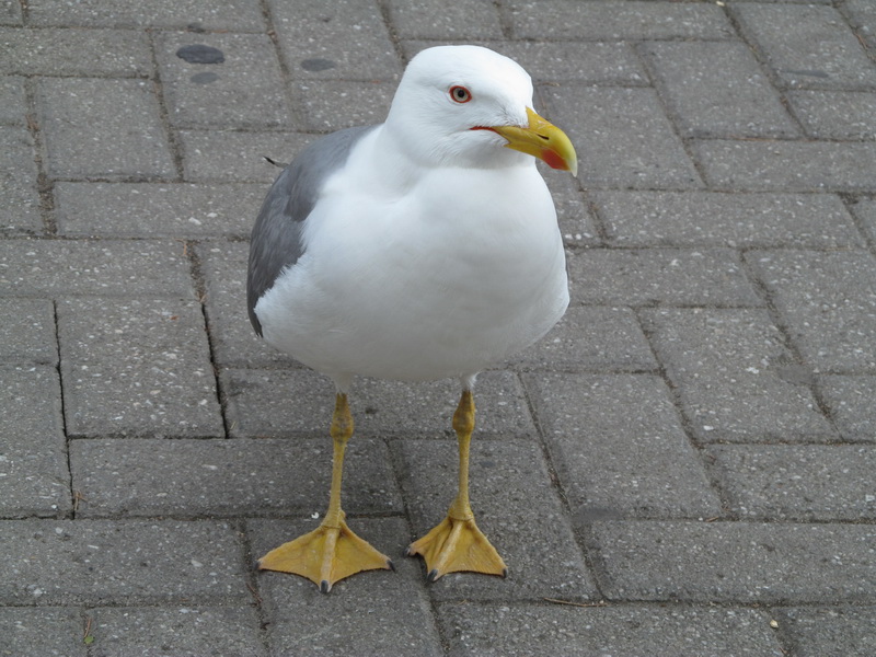 Slika
