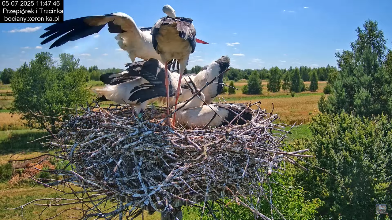 05072025bociany37
