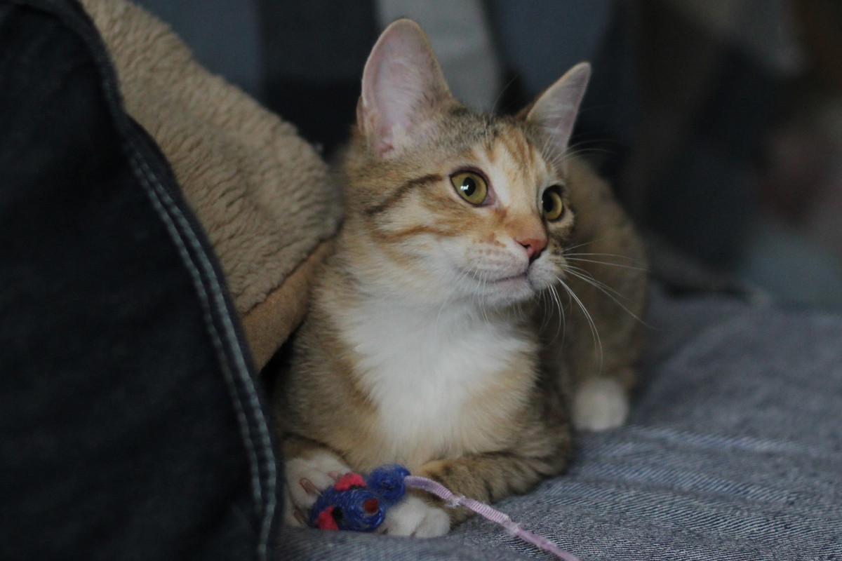 IMG_2310 — копия