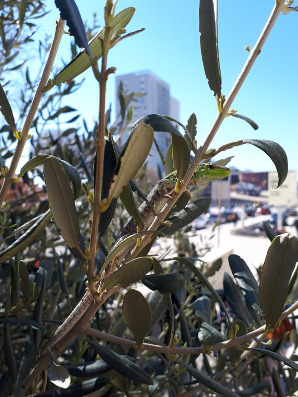 Gušter se sunča 2x