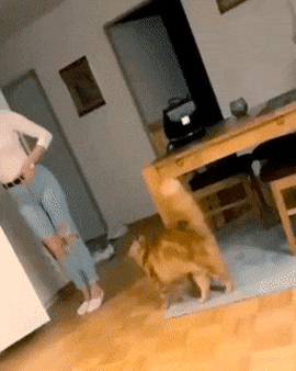 032.gif