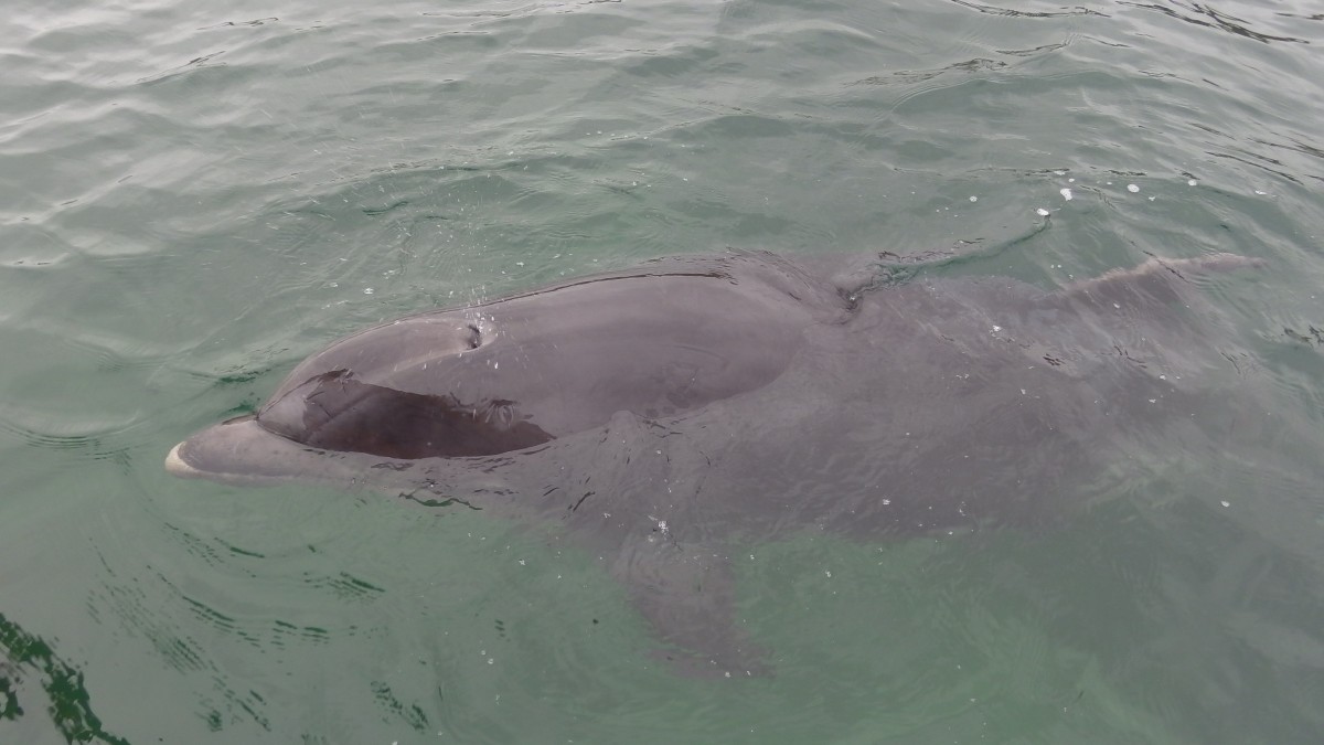 Dolphin2