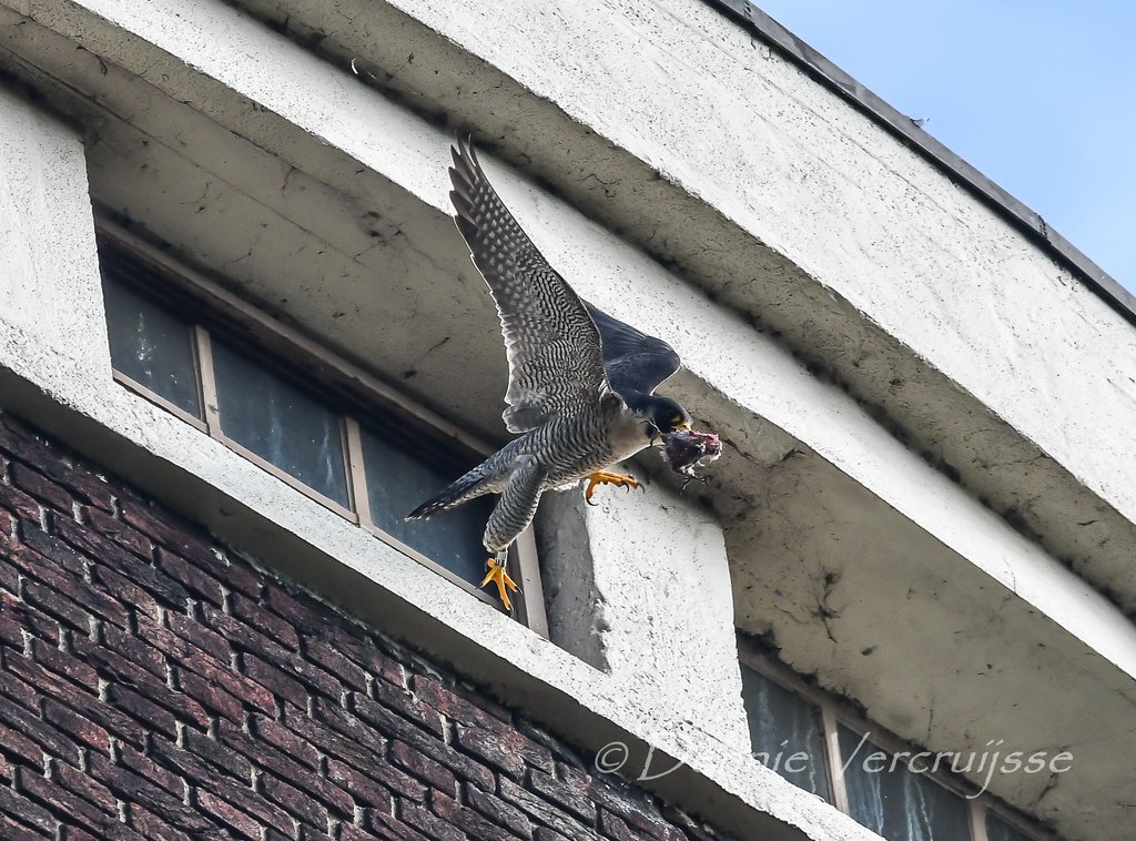 Foto - Axel/ Foto's van Dennie 2023 Sv1504a