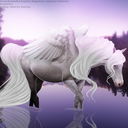 Santana-Horse-Avi.jpg