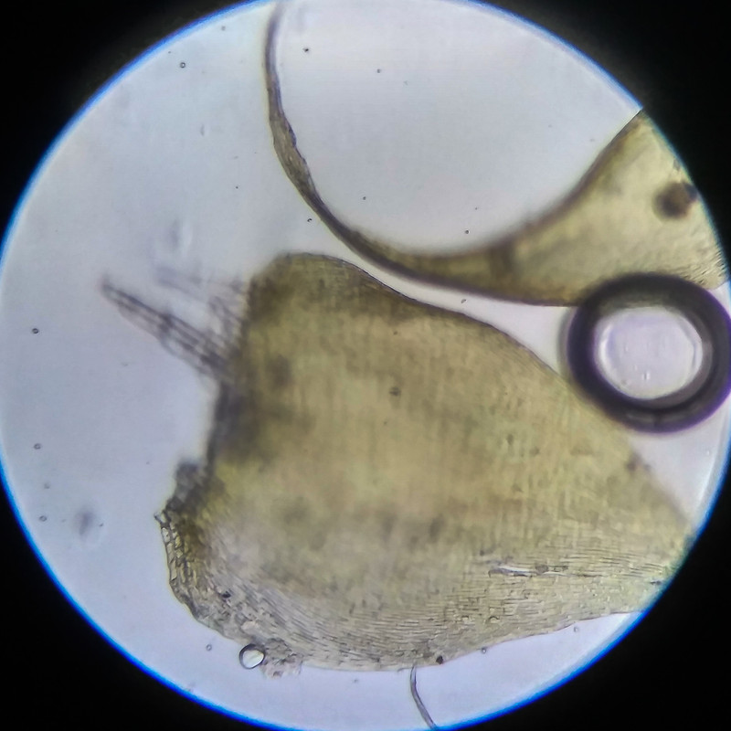 IMG 20250614 204545 HDR