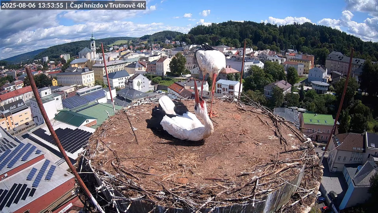 Tiešraide no stārķa ligzdas uz alus darītavas skursteņa Trutnovā 12-43-31 screenshot