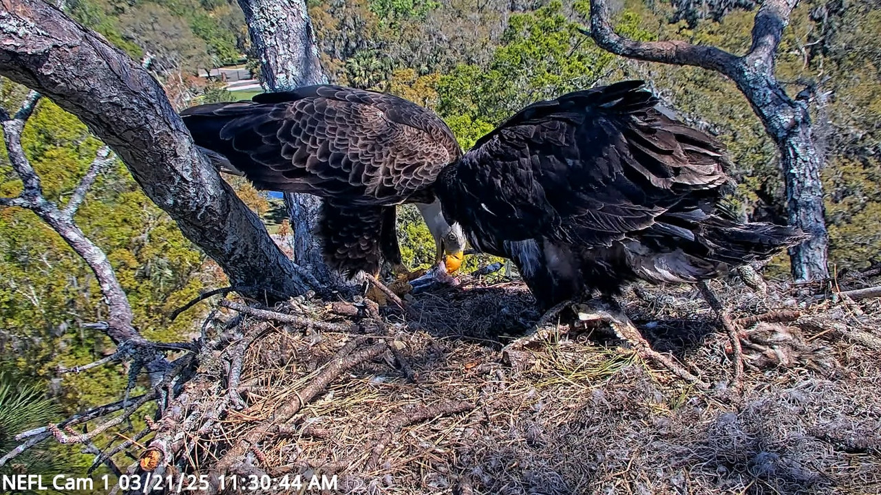 NEFL Cam 1 — tiešraidē Bald Eagle Cam 14-29-36 screenshot