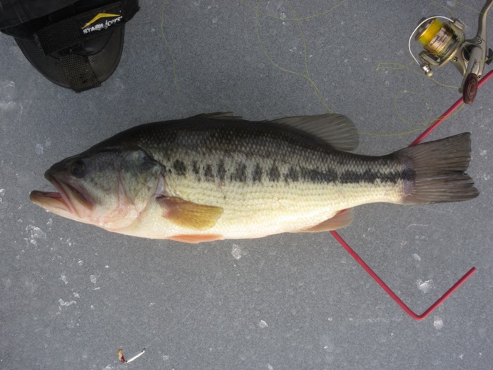e18-inch bass