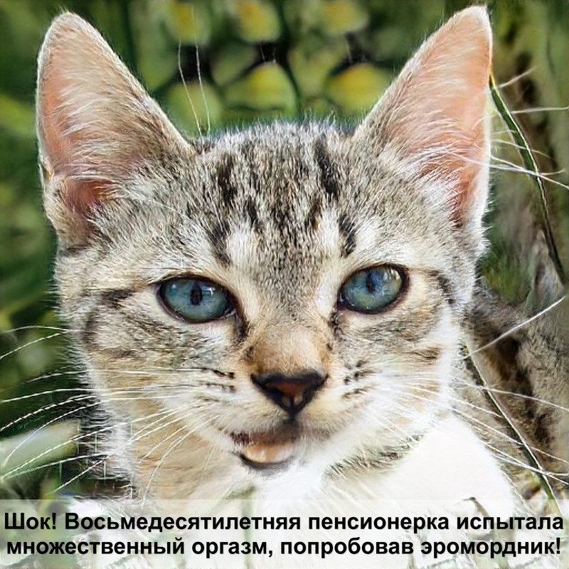 как купать котенка в первый раз