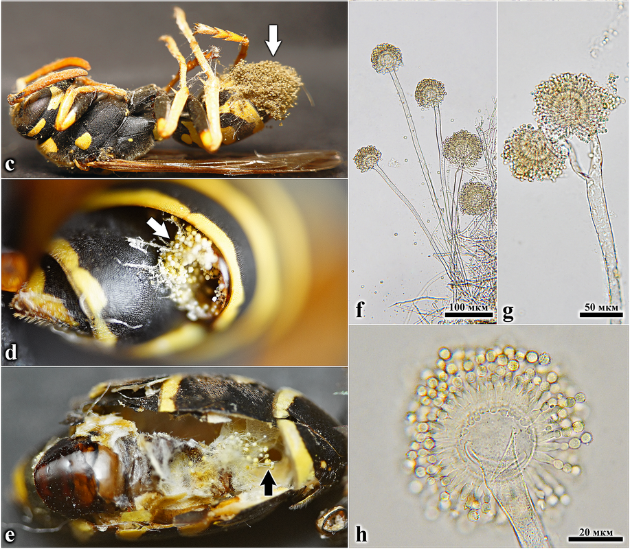 Энтомопатогенные грибы - статья_b