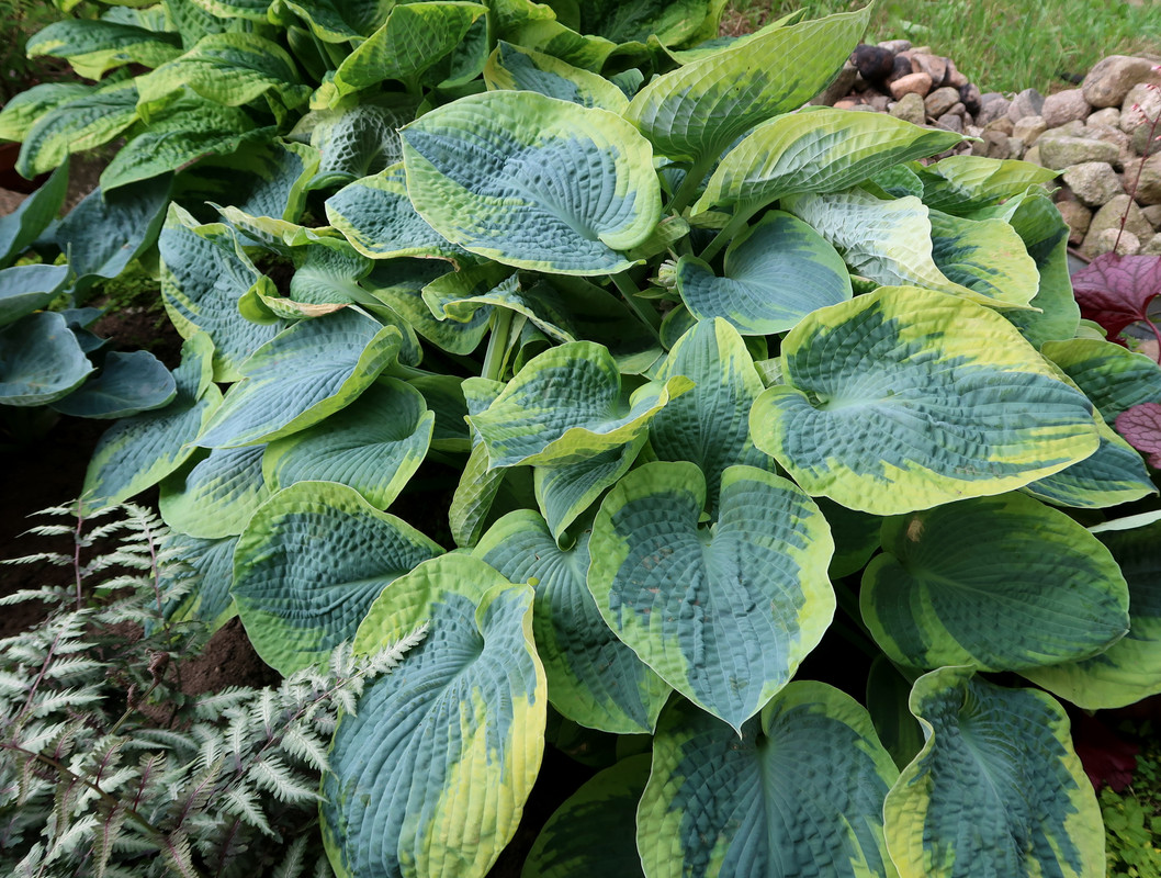 Хоста Tokudama Flavocircinalis 1