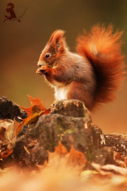 orangesquirrel.jpg