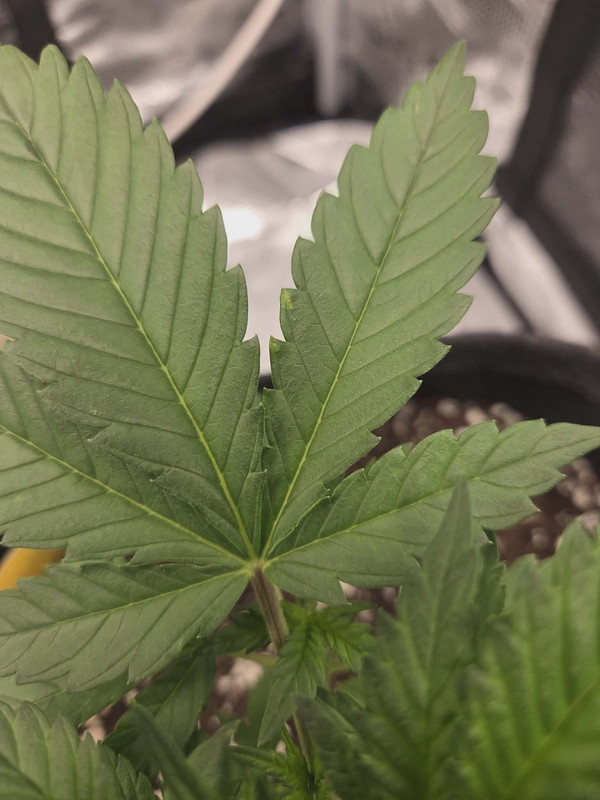 Messenger creation 3197963B 6AF6 4D8B 8C2E 7733D8DF2C15