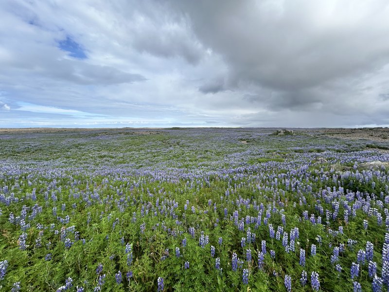 2º VIAJE A LA TIERRA DEL HIELO Y FUEGO DE 21 DIAS (en construcción) - Blogs de Islandia - 27/06/2025 Peninsula de Reykjanes (4)