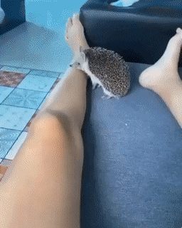 daily-gifdump-3428-29.gif