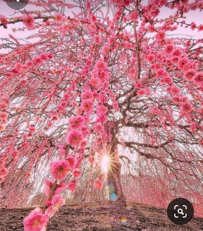 Screenshot_20240331_204629_Pinterest