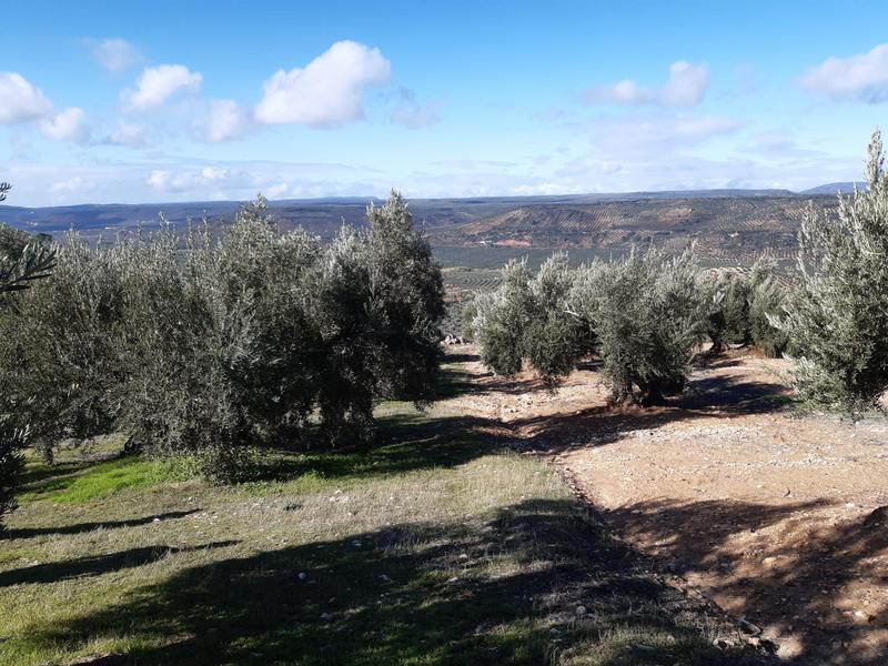 Seguimiento evolutivo/productividad parcela de secano en calar (Jaén) 2019_19