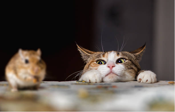 cat.png