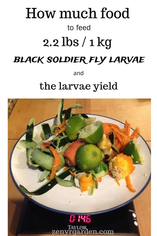 how-much-food-to-feed-one-kilo-black-soldier-fly-larvae-the-yield.jpg