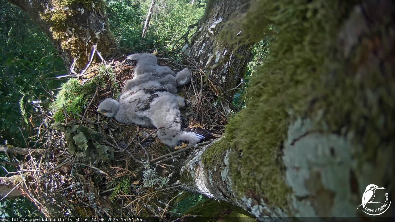 Melnās klijas (Milvus migrans) Kurzemē_ peļu klijāni (Buteo buteo) 12-52-0 screenshot
