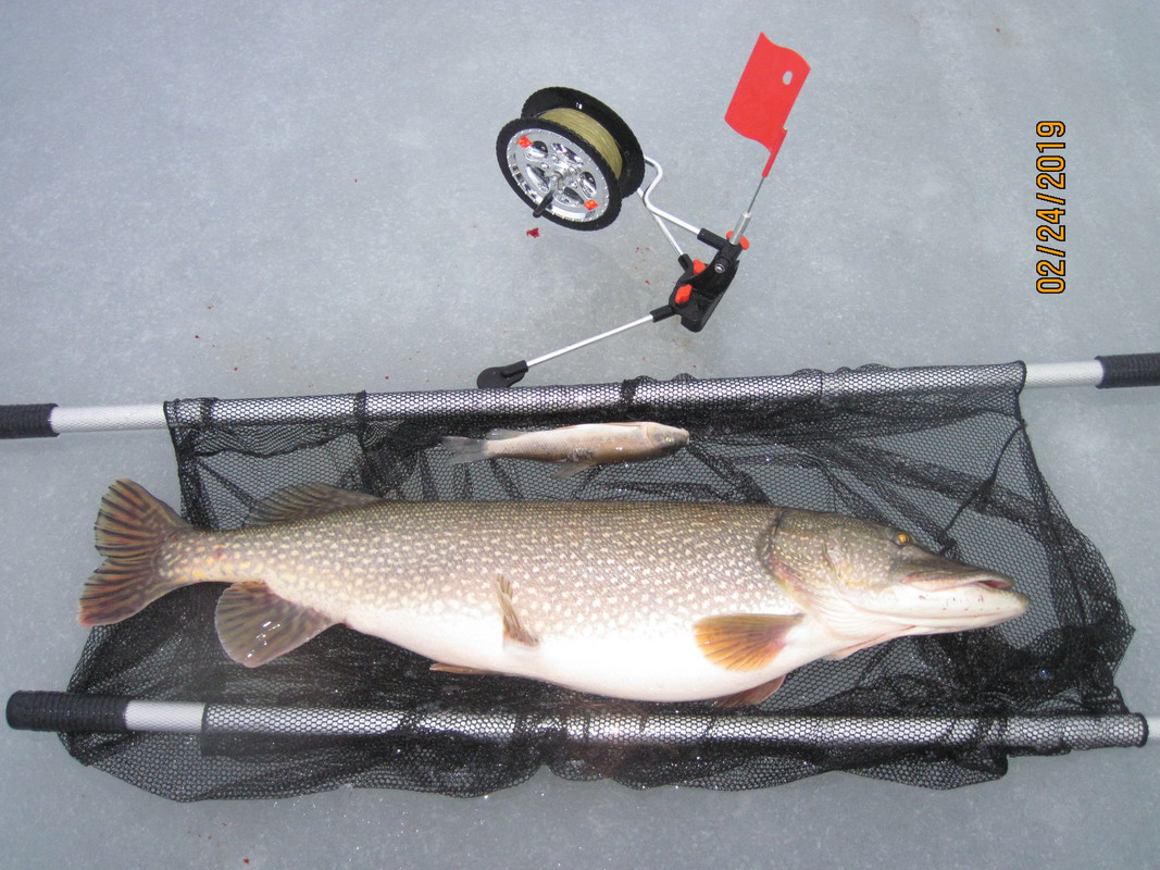 52908167_1188601491304399_8294646656868024320_o